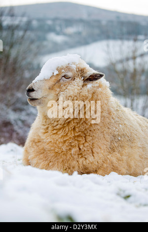 Pecore nella neve; Cornovaglia; Regno Unito Foto Stock