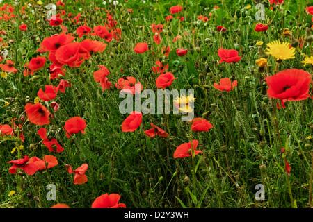 Papaveri e altri fiori selvatici al vento in un campo del South Downs a fine estate nel West Sussex Engalnd REGNO UNITO Foto Stock