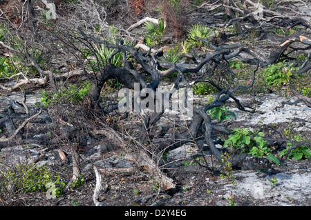 Coastal North Florida. Guana Tolomato Matanzas National estuario riserva di ricerca. Vegetazione rigenerazione dopo i danni provocati dal fuoco. Foto Stock