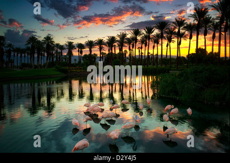 I fenicotteri prevalentemente dormire in stagno con sunrise al Marriot Hotel. Palm Desert, California Foto Stock
