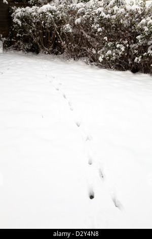 Fox le tracce degli animali in neve fresca in giardino Foto Stock