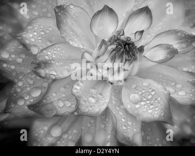 Dahlia (Mikayla Miranda) close up. Oregon Foto Stock