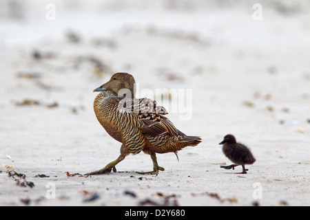 Eider comune (Somateria mollissima) femmina e anatroccolo camminando sulla spiaggia lungo la costa del Mare del Nord Foto Stock