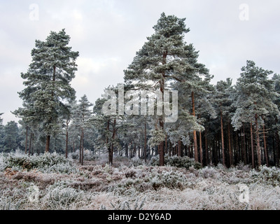 Alberi coperti di brina sulla West End comune in Surrey su un giorno inverni Foto Stock