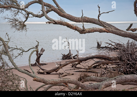 Cimitero sulla Spiaggia Grande Isola di Talbot Florida lungo la costa atlantica famosa per il sale-lavato scheletri di alberi caduti. Foto Stock