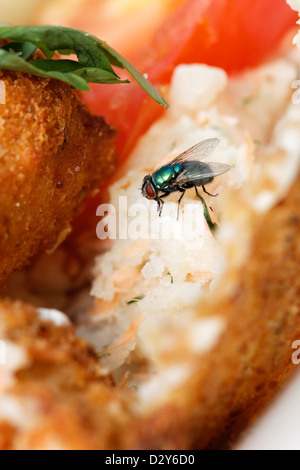 Verde bottiglia fly (Protophormia terraenovae) sulla sinistra di alimenti Foto Stock
