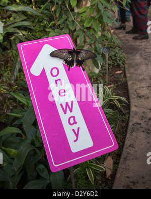 Una farfalla, asiatici a coda di rondine (Papilio Lowi) seduti su un viaggio di sola andata segno nella serra a Wisley Gardens Foto Stock