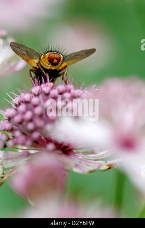 Vista posteriore del aTachinid volare su Astrantia principali di Roma "Roma" Foto Stock