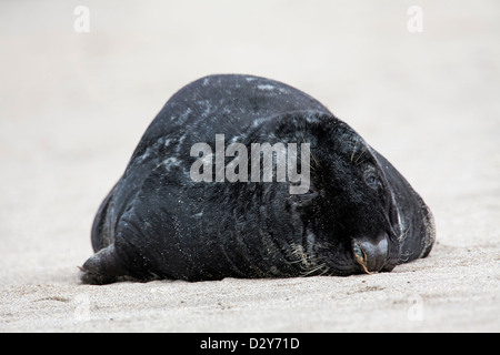 Guarnizione grigio / grigio guarnizione (Halichoerus grypus) maschio di dormire sulla spiaggia lungo la costa del Mare del Nord Foto Stock