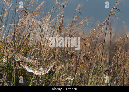 Pressione atmosferica spider web coperto di rugiada tra fitti reedbed in La Brenne, Francia Foto Stock