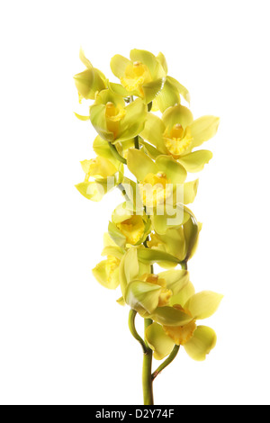 Verde fiori di orchidea con ramo isolato su sfondo bianco. Foto Stock