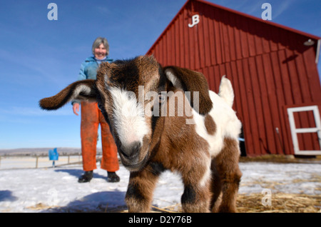 Un agricoltore con un bambino capra in una stalla nella valle Wallowa di Oregon. Foto Stock