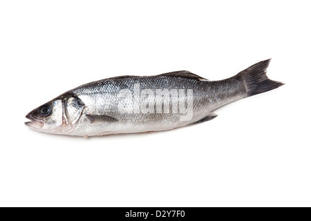 Spigola pesce isolato su un bianco di sfondo per studio. Foto Stock