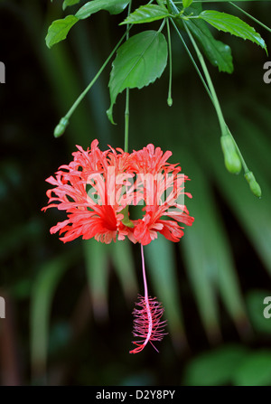 Lanterna giapponese, Coral Hibiscus, orlata Rosemallow, Giapponese Ibisco Hibiscus schizopetalus, Malvaceae, Africa orientale. Foto Stock