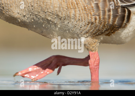 Basso livello vista ravvicinata di oca Graylag Anser anser rosa gambe e piedi in acqua poco profonda Foto Stock