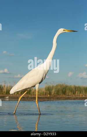Grande airone bianco Ardea alba in piedi in acqua poco profonda Foto Stock