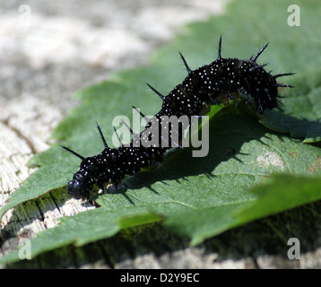 Nero e pungenti di Caterpillar common farfalla pavone (Inachis io) - 12 immagini in serie Foto Stock