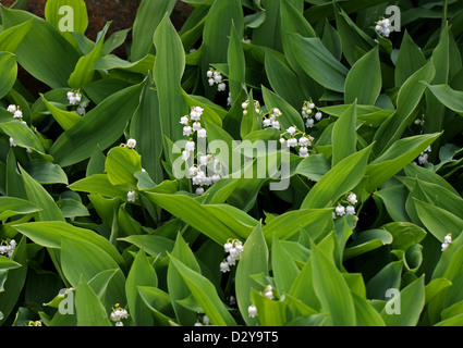 Il giglio della valle, convallaria majalis, Asparagaceae (Convalllariaceae). L'Europa, temperato in Asia. Un velenoso di fiori di bosco. Foto Stock