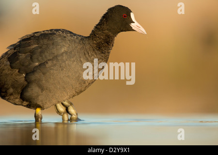 Close up folaga fulica atra testa e corpo a piedi in acqua poco profonda che mostra palmati i piedi e le dita dei piedi Foto Stock