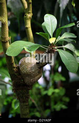 Myrmecodia tuberosa, Rubiaceae. Una rara Epiphytic Ant pianta dal nord-est in Australia e le Isole Salomone. Foto Stock