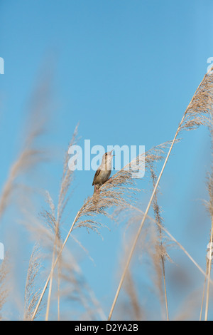 Maschio del Savi Trillo Locustella luscinioides cantando in reeded in Ungheria Foto Stock