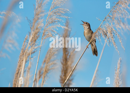 Maschio del Savi Trillo Locustella luscinioides cantando in reeded in Ungheria Foto Stock