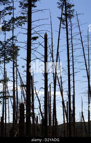 La piantagione di conifere alberi danneggiati da tempeste Orbost Isola di Skye in Scozia Foto Stock