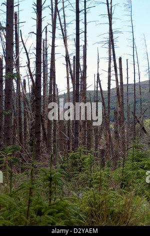 La piantagione di conifere alberi danneggiati da tempeste Orbost Isola di Skye in Scozia Foto Stock