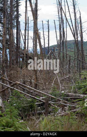 La piantagione di conifere alberi danneggiati da tempeste Orbost Isola di Skye in Scozia Foto Stock