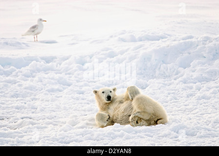 Un rilassa polare su un flusso di ghiaccio nella regione artica di Svalbard mentre un gabbiano Glaucous guarda a. Foto Stock