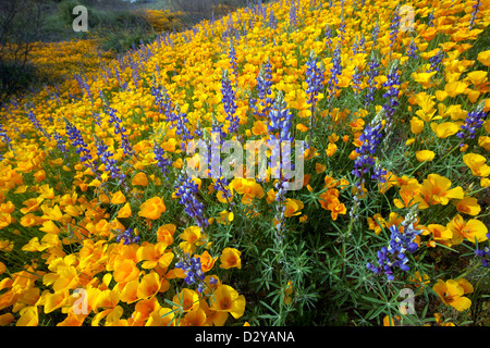 Fiori selvatici di primavera, papaveri della California e lupino del deserto fioriscono nel deserto di sonora, Tucson, Arizona Foto Stock