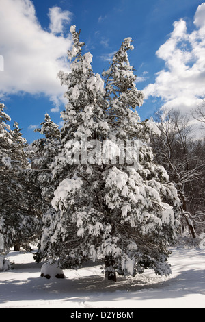 Coperta di neve pino, Jockey cava, Morristown National Historical Park, New Jersey Foto Stock