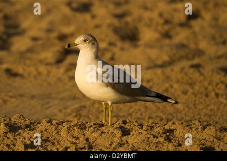 Gli uccelli di mare in piedi nella sabbia durante il sunrise Foto Stock