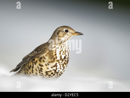 Mistle Thrush Turdus viscivorus seduti sulla coperta di neve la terra. County Durham, Regno Unito. Foto Stock