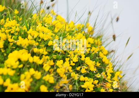 Trifoglio del piede dell'uccello (Lotus corniculatus) Foto Stock