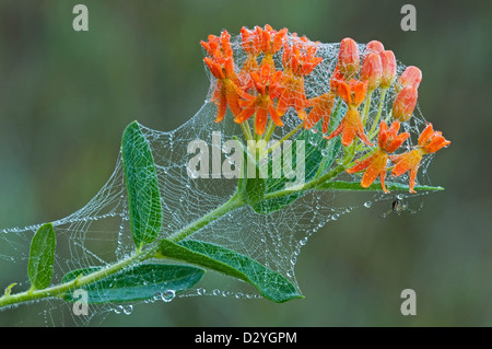 Spider e ragnatele sulla farfalla fiori Milkweed Asclepias tuberosa e USA Foto Stock