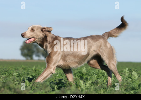 Cane Weimaraner longhair / adulti in esecuzione in un campo Foto Stock