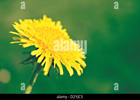 Fioritura Tarassaco (Taraxacum officinale) Foto Stock