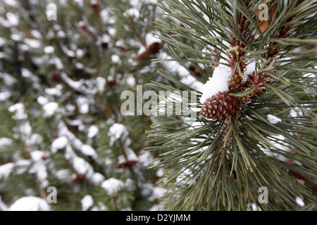 Pigne cresce su abeti nella neve Saskatoon Saskatchewan Canada Foto Stock