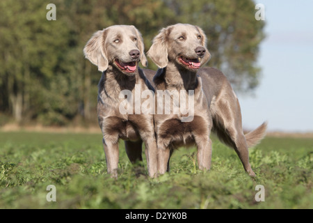 Cane Weimaraner longhair / due adulti in piedi in un campo Foto Stock