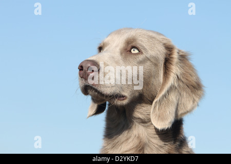 Cane Weimaraner longhair / adulti ritratto Foto Stock