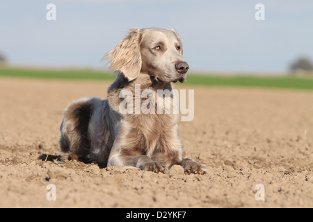 Cane Weimaraner longhair / adulti giacente in un campo Foto Stock