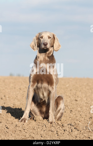 Cane Weimaraner longhair / adulti seduti in un campo Foto Stock