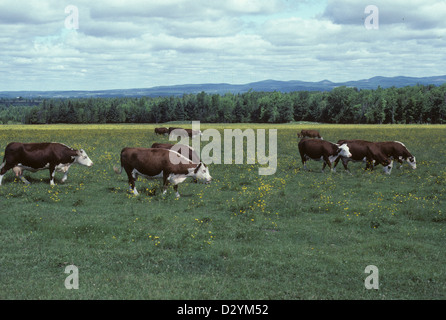 Hereford mucche in pascolo, Cookshire, Quebec, Canada Foto Stock