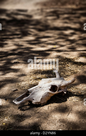 Cranio di mucca su una strada indiana polverosa. Andhra Pradesh, India Foto Stock