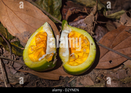 Un grande seme caso spetta aprire sul suolo della foresta Foto Stock