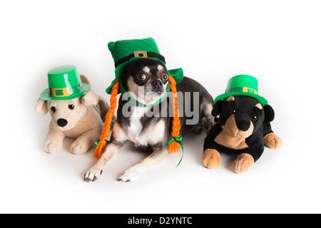 Carino Chihuahua cane vestito come leprechaun con cappello verde e arancione trecce. Isolato su sfondo bianco con luce ombra. Foto Stock