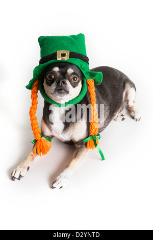 Carino Chihuahua cane vestito come leprechaun con cappello verde e arancione trecce. Isolato su sfondo bianco con luce ombra. Foto Stock