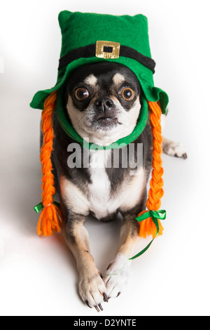 Carino Chihuahua cane vestito come leprechaun con cappello verde e arancione trecce. Isolato su sfondo bianco con luce ombra. Foto Stock