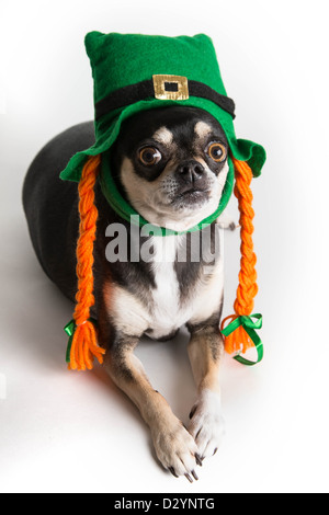 Carino Chihuahua cane vestito come leprechaun con cappello verde e arancione trecce. Isolato su sfondo bianco con luce ombra. Foto Stock